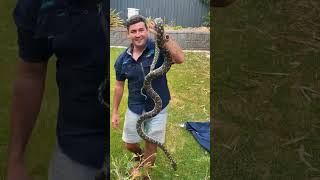 Famous Snake Wrangler Fishes out Huge Python from Bush Profile
