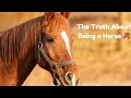The Truth About Being a Horse 🐴 | Shocking Facts You Never Knew! #facts #trending #fact #video