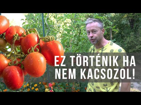 Videó: A tök leveleinek eltávolítása: érdemes-e metszeni a töknövényt