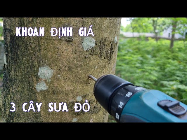 Khoan Lõi Định Giá 3 Cây Sưa Đỏ - Hướng Dẫn Tính Đường Kính Và Khối Lượng Lõi