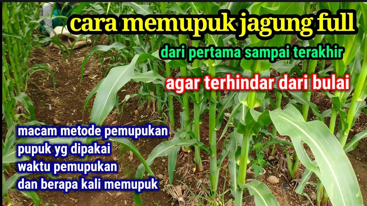 cara memupuk jagung full