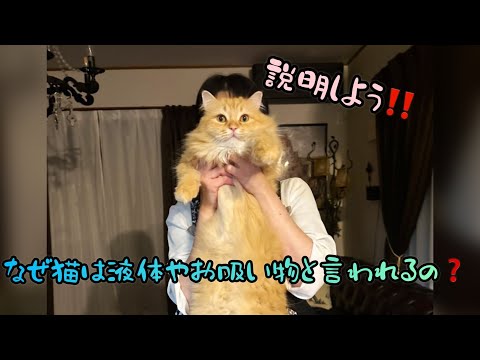 なぜ猫は液体やお吸い物と言われるのかの話