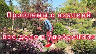 Сохнет лист у азалии🌱ищу и решаю проблему🧪