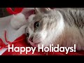 赤靴下と猫たち | Happy Holidays! | #モアクリ Vlog078