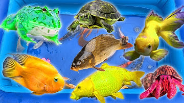 Thỏ vlog đi tìm các con vật trong quả trứng kì lạ, chum nước có cá koi, con cua, con rùa  con ếch