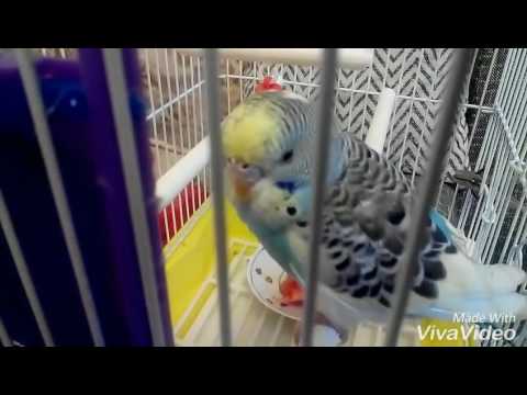 Жизнь глазами попугая