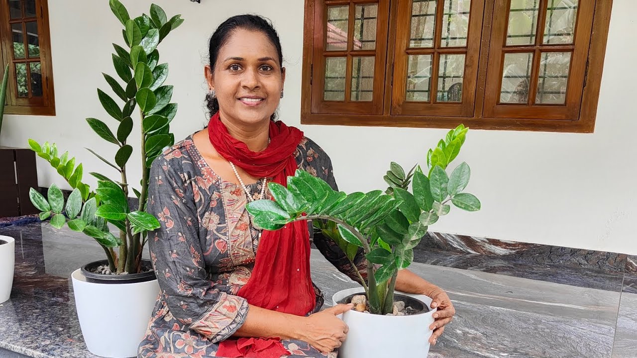 Everything About ZZ Plant Tips Care YouTube Everything About ZZ Plant Tips Care YouTube