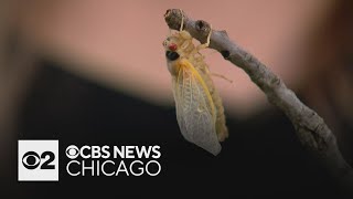 Watch Live: Cicada Cam! | CBS News Chicago