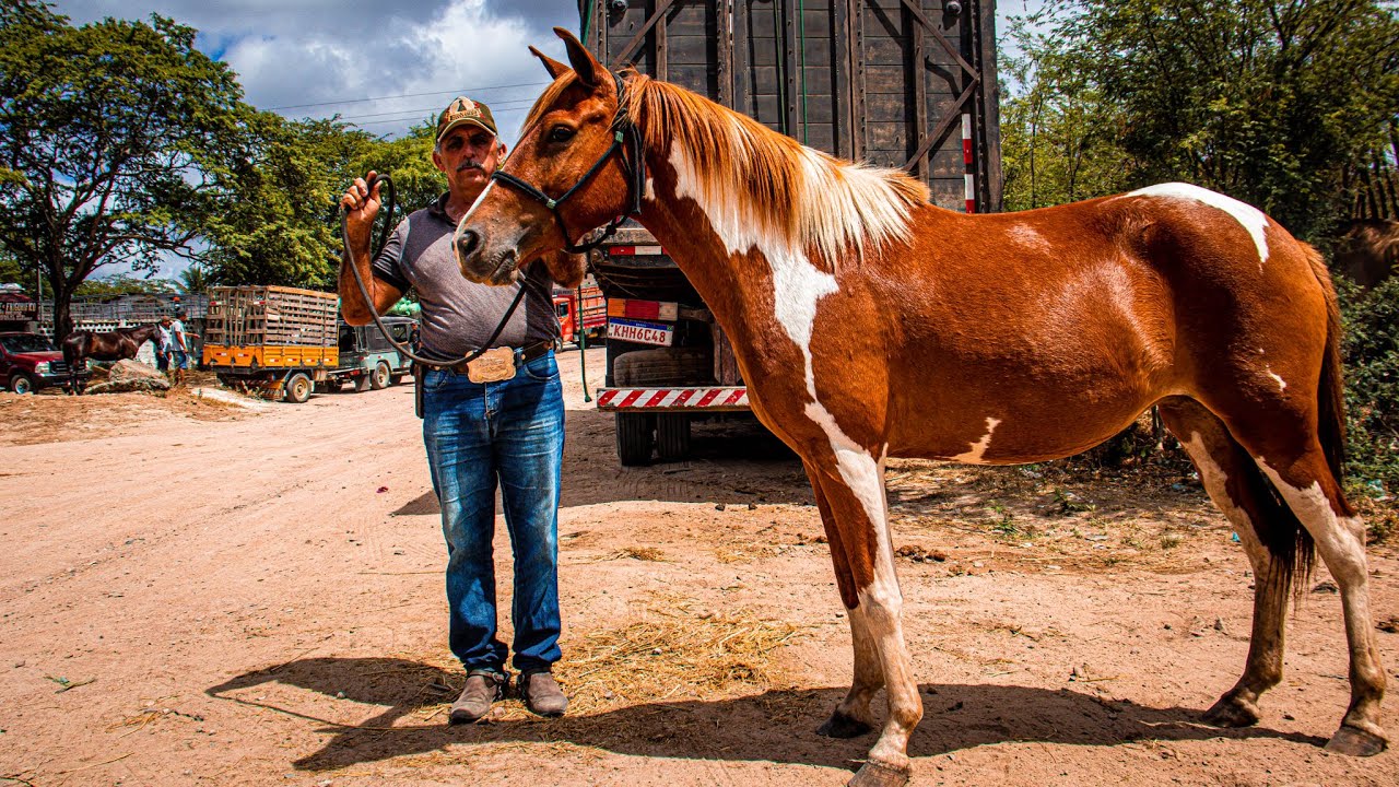 CAVALOS DE VAQUEJADA Á VENDA COM NOSSO AMIGO EMANUEL EM CARUARU PE ...
