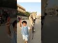 Maaz Safder Son With Cow Trending Maazsafder Shorts 