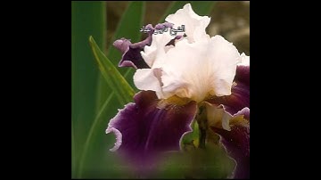 { وَمِنَ النَّاسِ مَن يُعْجِبُكَ قَوْلُهُ } الشيخ فارس عباد حالات واتساب تلاوه خاشعه