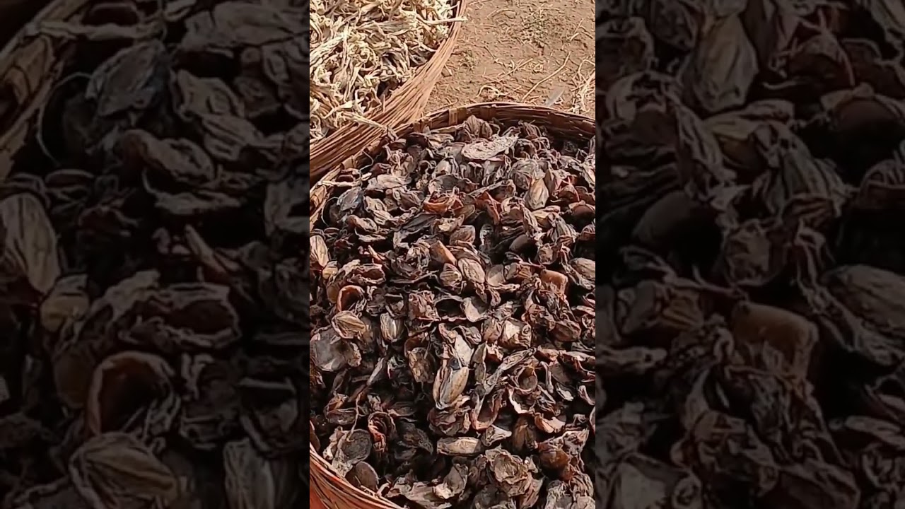 कल्याण कोनगावाचं सुकी मच्छी मार्केट | Dry Fish Market Kalyan Kongaon | wholesale Dry fish Market