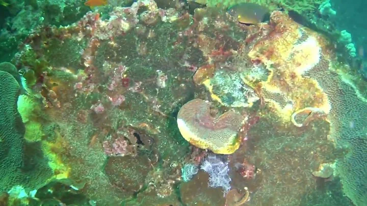 220604 Dive 1 - Shark Alley - Flat Rock - Nth Stra...