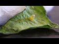 １　モンシロチョウの卵の孵化