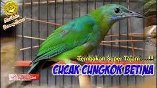 Cak Cungkok Betina Gacor 'Tembakan Pedes Cucak Cungkok Betina'