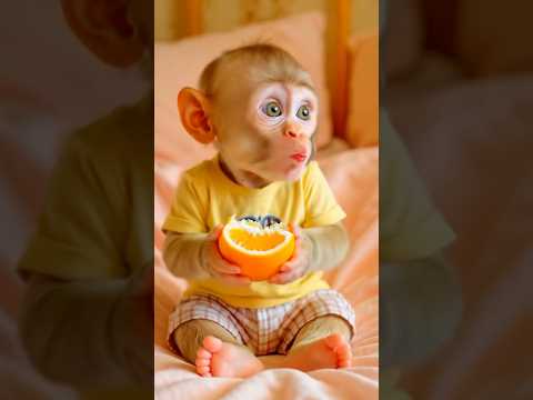 واقف لا تاكل برتقال