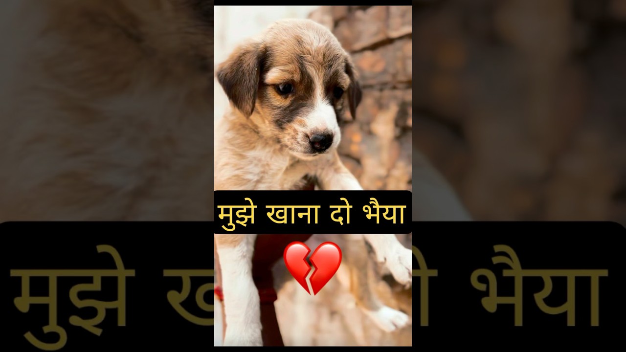 Cute little puppies milk feeding day 07