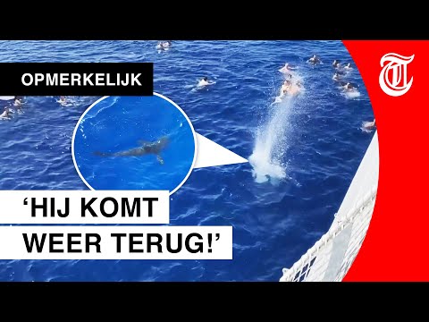 Video: In De Verenigde Staten Is Een Massale Aanval Van Haaien Op Mensen Geregistreerd - Alternatieve Mening