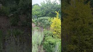 Layered Garden Planning: What Blooms When in My Zone 8a Garden