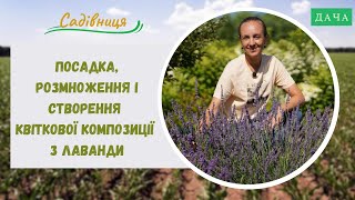 Посадка, Розмноження і Створення Квіткової Композиції з Лаванди. Як Вирощувати Лаванду в Україні?