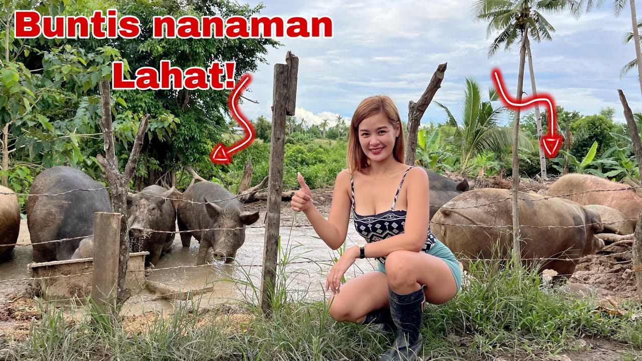 Sa loob nang 1 yr ganito na pala kadami ang Native pigs ko! Binilang ko silang lahat!