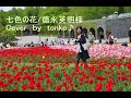 七色の花/徳永英明様☆Cover by tonko☆滝野公園23万本のチューリップ