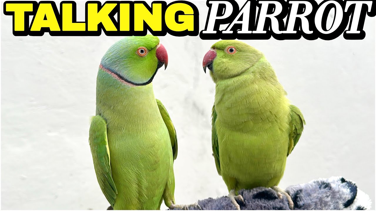 Talking Ringneck Parrot | Green Parrot Sounds | Mithu Mithu 