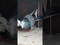 dobaj abluk kabutar ki jore 😁 #pigeon #bird #kabootar #pigeonlaver #kabutar #pigeonbird