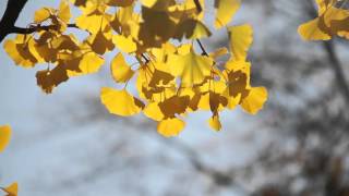 Fall (2015)