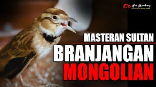 MASTERAN SULTAN !! BRANJANGAN MONGOL GACOR FULL MATERI