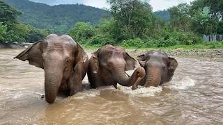 Rescued Elephants Find a New Family - ElephantNews