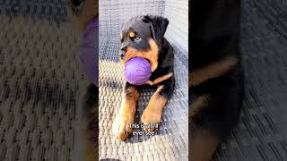 My little puppy❤️ #dogs #rottweiler #pets #viral