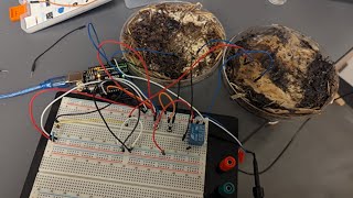 Myco-memristors: Computer Chips from Mushrooms!
