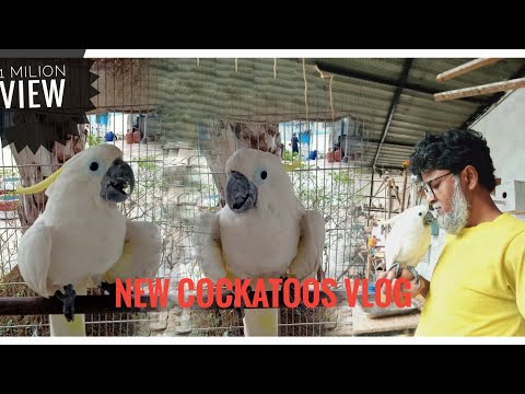 কাকাতুয়া পাখি🦜😂 Cockatoo Capers: A Hilarious Bird Bonanza! 😂🦜 @Islamicbirds @PARROTDIPANKAR