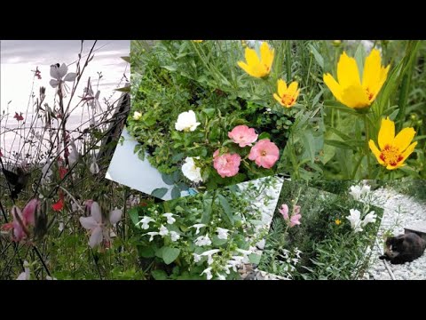 2020年9月 咲く花【癒し】庭の花の風景Part18 芽⇒花 ～Spring