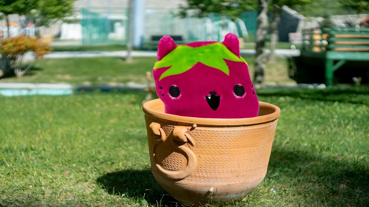 Cats vs Pickles Presents "If I Fits, I Sits" YouTube