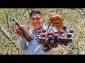 En busca de las uvas silvestres de Tlaxmalac | SUSCRÍBETE |