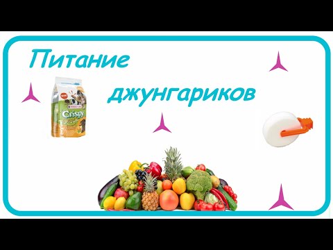 Правильное питание джунгарского хомячка