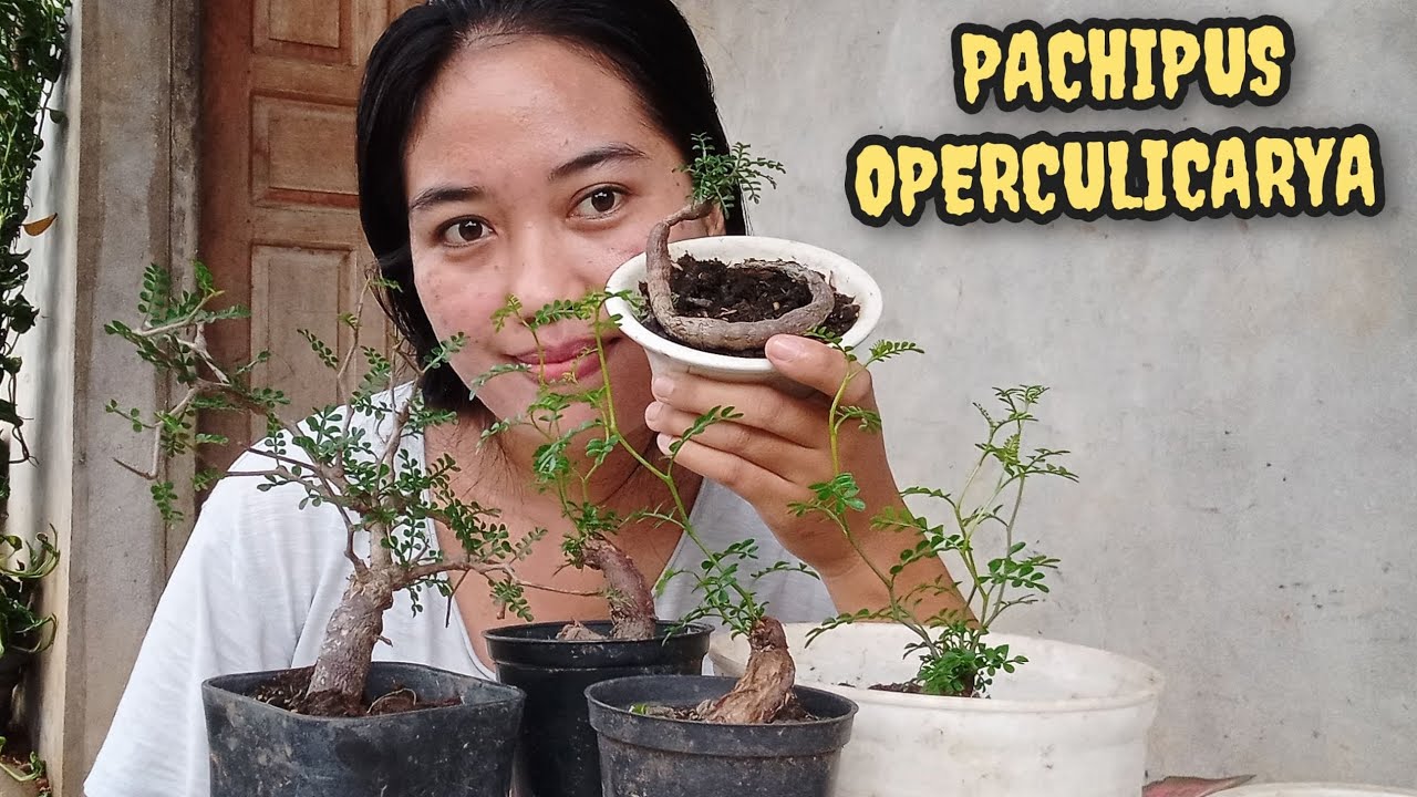 Pachipus Operculicarya Decary Caudex Plant  #operculicarya #trending #fyp #cute