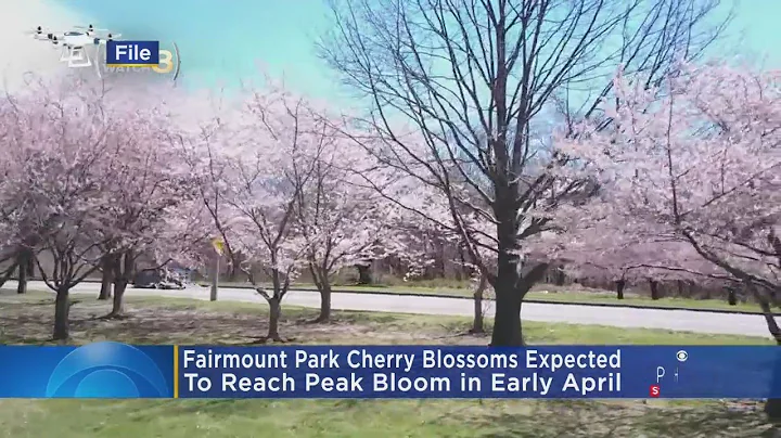 Fairmount Park's Cherry Blossoms Expected To Reach Peak Bloom In Early April