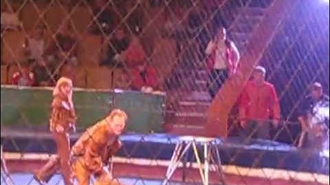 Lion Attacking - Ring Master (Lion