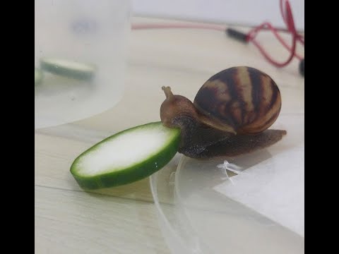 snail-eating-cucumber-instagram/ifunny-meme