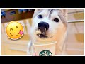 Dog DEMANDS a Midnight Snack! (and it has to be a puppuccino!)