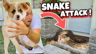 Rescued Puppy From Massive Snake ! What Happens ?!