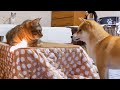 太陽光にも周りが騒がしくても動じない猫が気になる柴犬♪