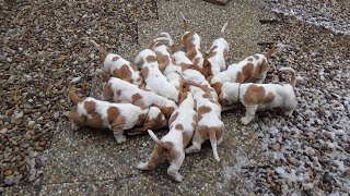 Dramijos Basset Hound Puppies 8 weeks old