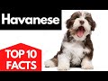 HAVANESE | Top 10 facts About The HAVANESE Dog