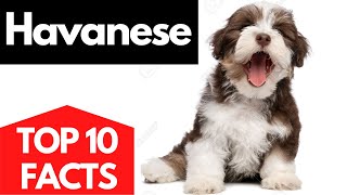 HAVANESE | Top 10 facts About The HAVANESE Dog