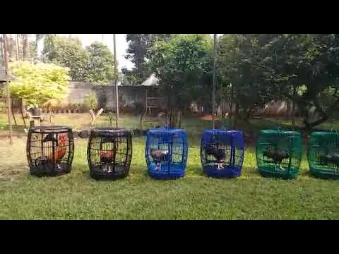 Awalnya Ragu melepaskan ayam hutan hijau tapi akhirnya jinak seperti ayam kampung