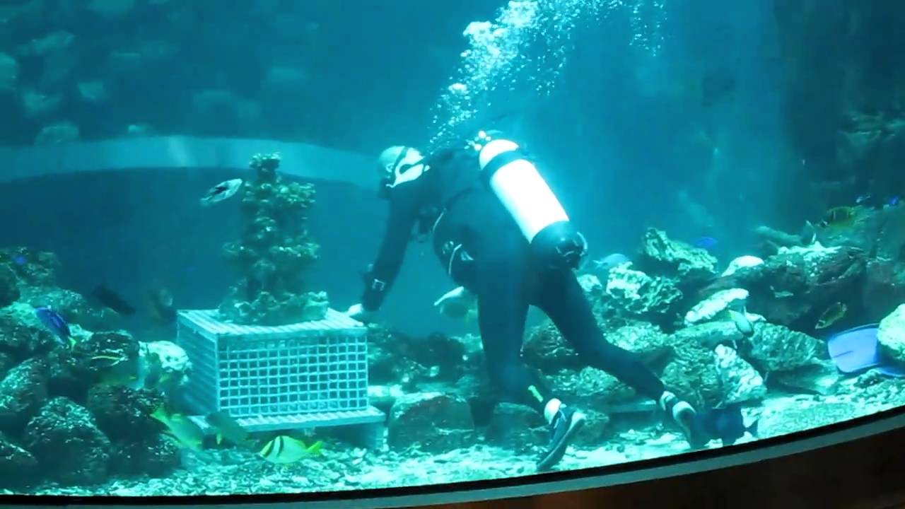 A diver in Aqua Dom, a very big aquarium; Sea Life / Radisson Blu Hotel ...
